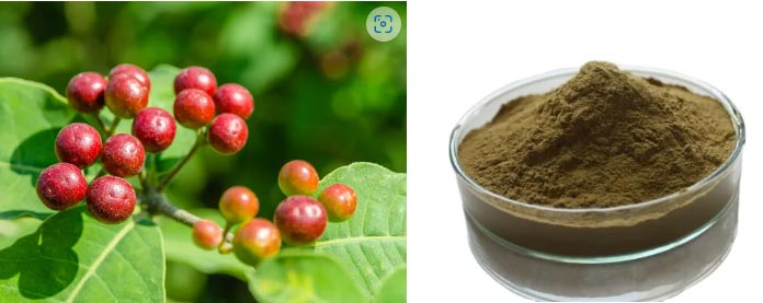 Rauwolfia-Root-Extract2 Rauwolfia-Root-Extract2