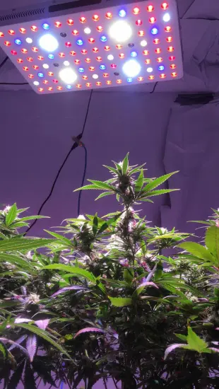 Popular Farming Grow Lights for Agriculture