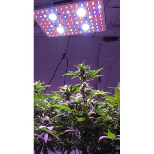 Lámparas de cultivo LED de 2000 w para plantas de interior