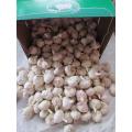 Buy Fresh Normal White Garlic 2020