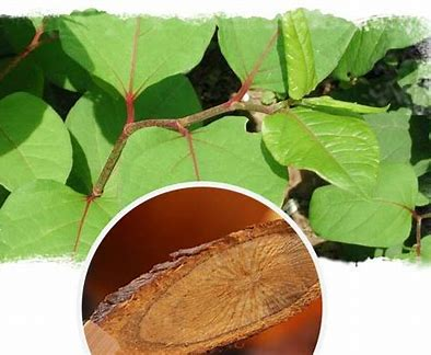 Polygonum Cuspidatum Extract powder