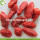 Fuente de la fábrica Fruit Top Quality Pack Bayas de Goji