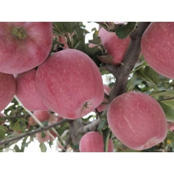 Buy Fresh Fuji Apple Fruit, Red Fuji Apples, Fresh Custard Apple  Fruit/delicious Apple Fruit/mature Apples Fruit For Sale from MSGLOBALGROUP  CO., LTD., Thailand