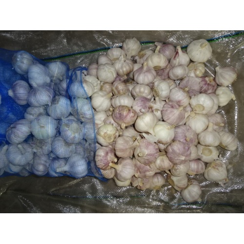 Fresh Garlic Loose Packing