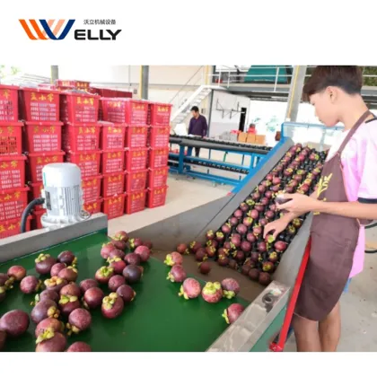 Professional Pitaya Dragon Fruit Sorting Machine & Durian Grading Equipment for Fruits and Seafood