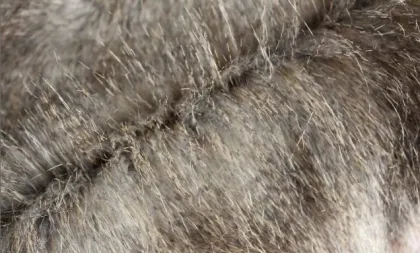 Imitation--Pheasant--Fur Eshp-465