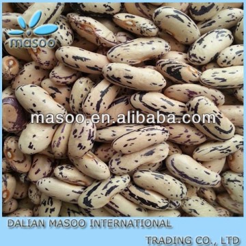 China organic vanilla beans wholesale,milk light speckled kidney beans 2014, long shape bean/kidney