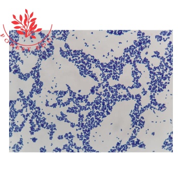 Microbiology Slide Set: Bacteria Types for Higher Education - 25pc Set