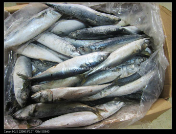 Sea Frozen Chub Mackerel