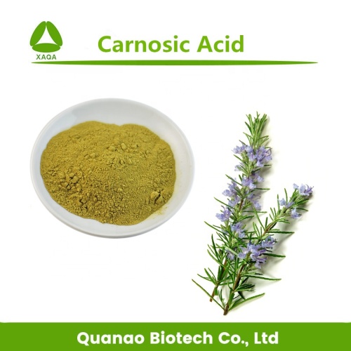 Extracto de hoja de romero ácido carnosico 5% -95% polvo