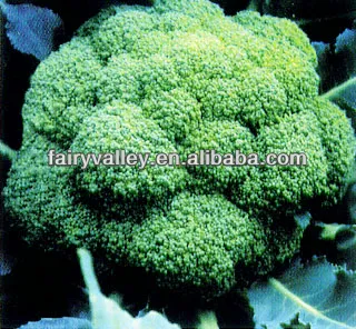 Diamond Broccoli F1 Hybrid Excellent Chinese Broccoli Seeds For Planting-green Diamond ...