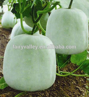 Good commodity Beijing One Cluster Bells- small Winter Melon Seeds