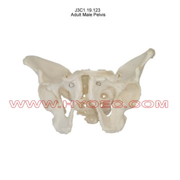 Adult Male Pelvis-J3C1.19.123