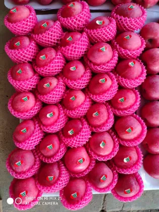 First Class Grade A quality apple