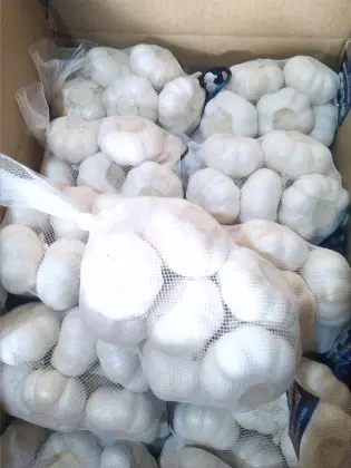 fresh garlic early June to September