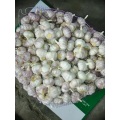 health benefits of fresh garlic