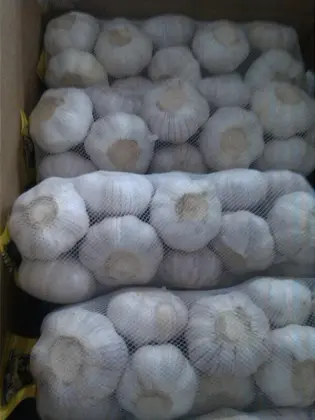 Normal white garlic/red garlic/purple garlic