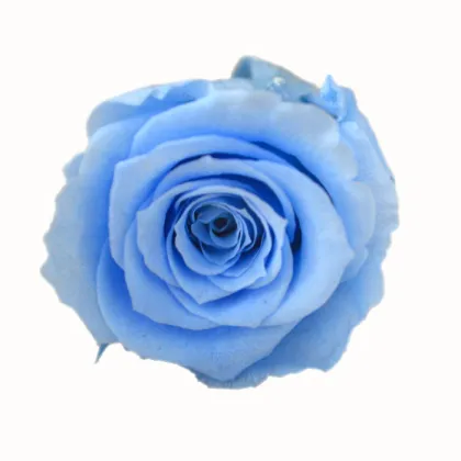 Sweet Pink Rose Flowers - Fresh Cut Flowers & Preserved Options