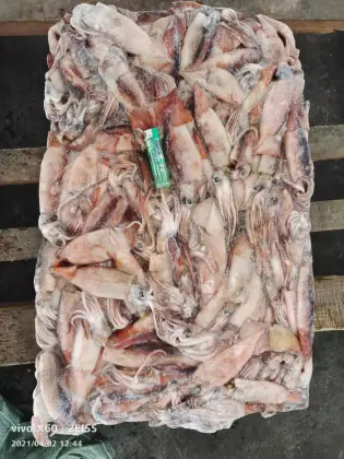 Whole Round Sea Frozen Squid Todarodes Pacificus 150-200g