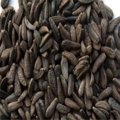 Top quality fructus arctii Burdock Root Arctium lappa