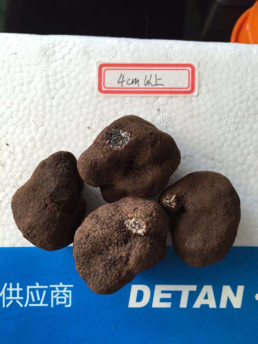 2015 new crop fresh truffles (Tuber indicium)                        
                                                Quality Choice