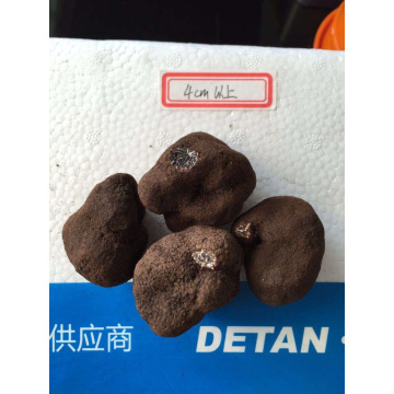 2015 new crop fresh truffles (Tuber indicium)                        
                                                Quality Choice