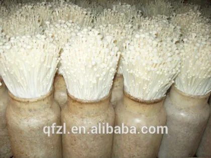 Enoki Mushroom Growing Chamber / Mushroom Growing room