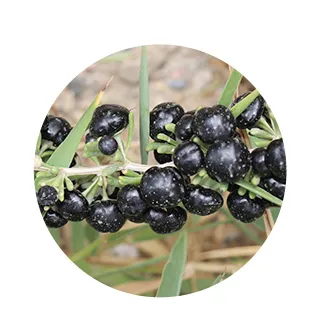 Black Goji Berry  Big Size