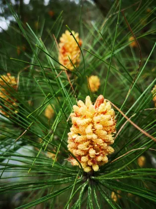 Natural Pine Pollen Powder