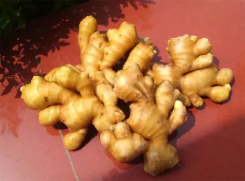 Good quality fresh fat ginger