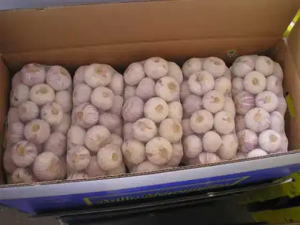 Fresh Solo Garlic Basket