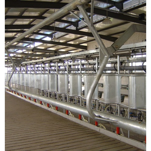 Fish type milking parlour