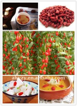 goji berry dried for tea and edible