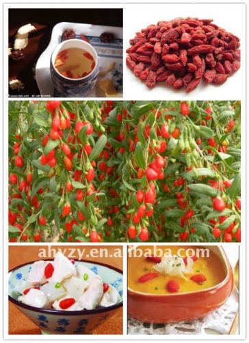 goji berry dried for tea and edible