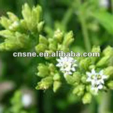 Powdered stevia/extract