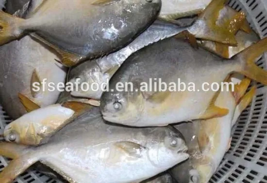 golden pomfret quality good
