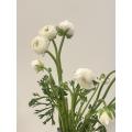 বিবাহের তোড়া জন্য তাজা কাটা সাদা Ranunculus ফুল