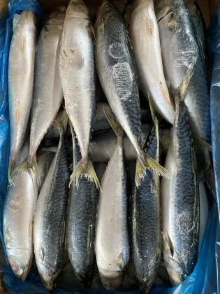 Wild Caught Frozen Wr 100-200g 300-500g Pacific Mackerel