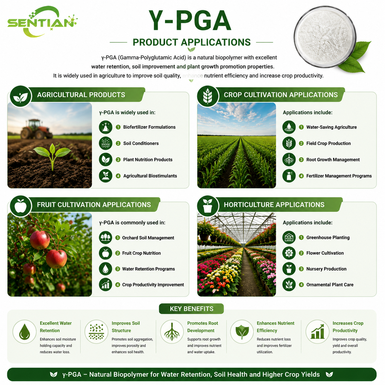 γ-PGA2