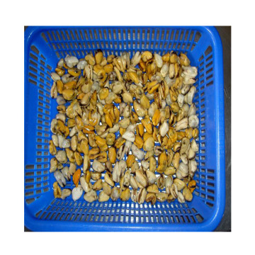 high quality frozen mussel meat fresh high quality raw cooked frozen mussel meat low price frozen mussel meat