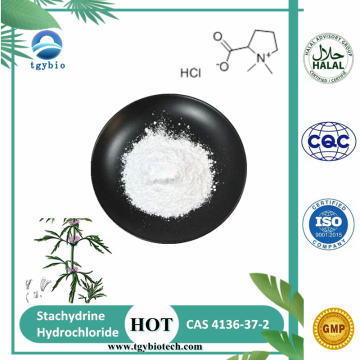 Extrait d'herbes de marshauques poudre 98% de chlorhydrate de stachydrine