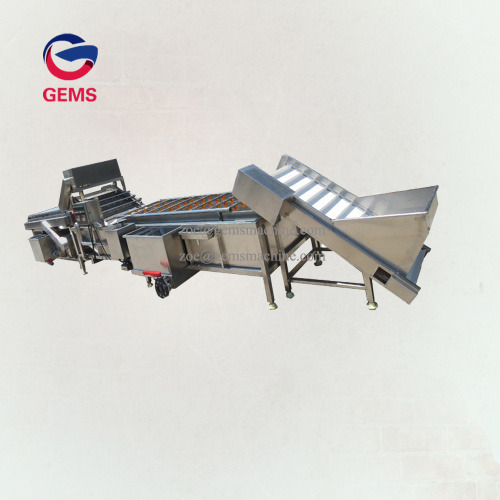 Industrial Fruit and Vegetable Washing Machine