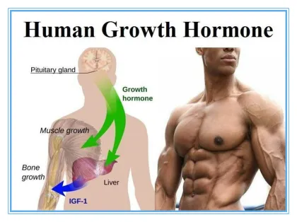 Growth hormone raw material Athletes who human growth