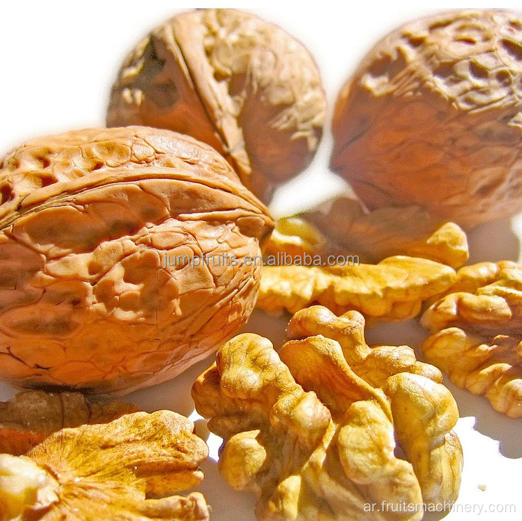 آلة زيت زيت kernel الجوز