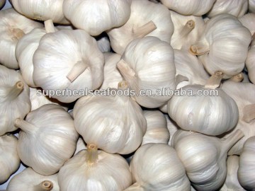 Latest Fresh Garlic