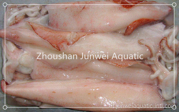 calamaro rosso cinese congelato
