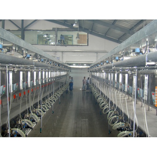 Parallel milking parlor for cows