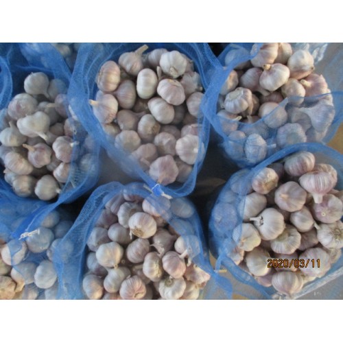 Fresh Normal Garlic For Sale