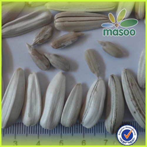 Organic sunflower seeds