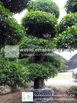 Ficus microcarpa big size 4 m
